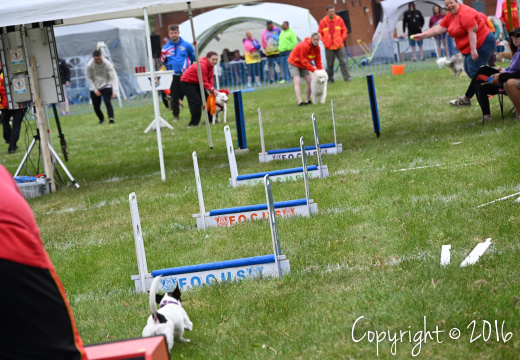 Flyball